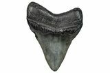 Fossil Megalodon Tooth - South Carolina #272490-1